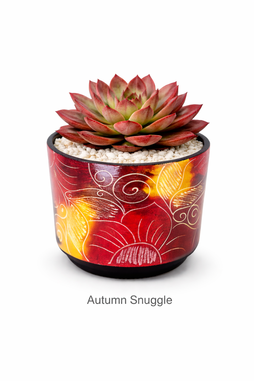 Multicolored Succulent Cylinder Pot